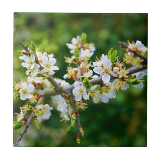 Sun-Dapped Spring Hawthorn Tegeltje (Voorkant)