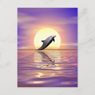 Sun Dolphin Briefkaart