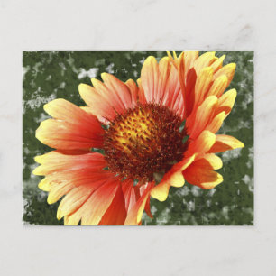 Sun Drenched Gaillardia Briefkaart