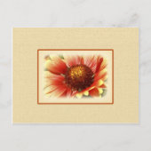 Sun Drenched Gaillardia Briefkaart (Voorkant)