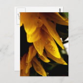 Sun Drups Briefkaart (Voorkant / Achterkant)