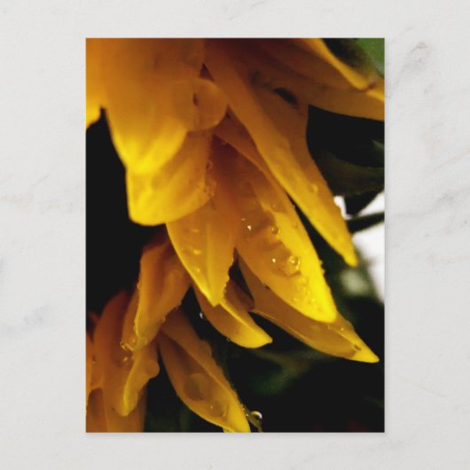 Sun Drups Briefkaart (Voorkant)