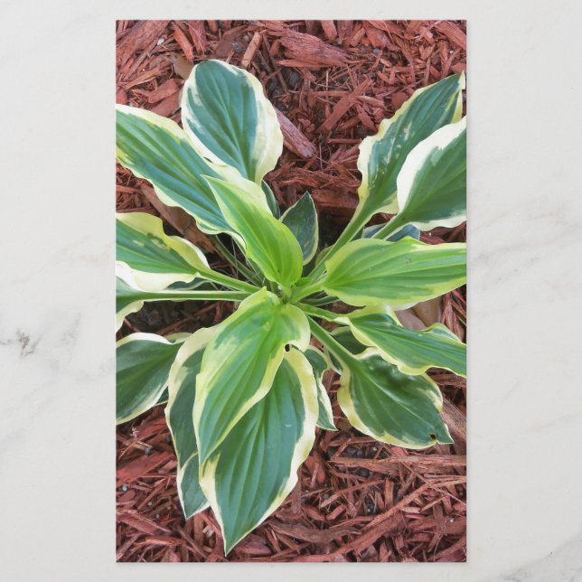 Sun Hosta (Voorkant)