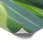 Sun-Kust Pink Iris Flower Poster (Hoek)