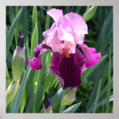 Sun-Kust Pink Iris Flower Poster (Voorkant)