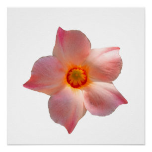 Sun Parasol Mandevilla Perfect Poster