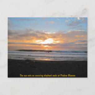 Sun-sets op het snoeien van olifantenzegels briefkaart