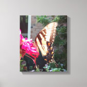 Sun Shining through Tiger Swallowtail Canvas Afdruk (Voorkant)
