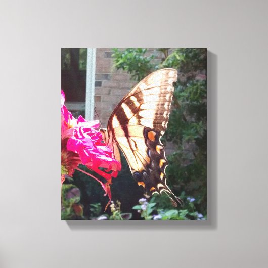 Sun Shining through Tiger Swallowtail Canvas Afdruk (Voorkant)