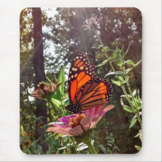 Sun Streaming Down op Monarch op Bloem Muismat