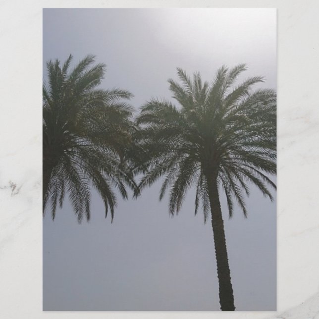 Sun Trees Egypt. (Voorkant)