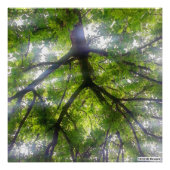 Sun Trees (Ohio) - Impression photo (Devant)