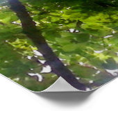 Sun Trees (Ohio) - Poster (Hoek)