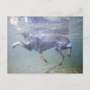 Sun Valley, Idaho, Verenigde Staten. Briefkaart