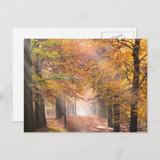 Sunbeams dans une forêt d'automne carte postale (Devant / Derrière)