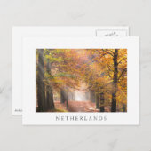 Sunbeams dans une forêt d'automne carte postale bl (Devant / Derrière)