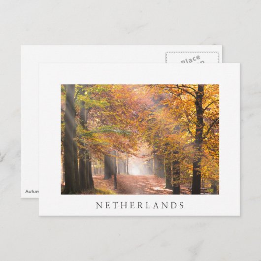 Sunbeams dans une forêt d'automne carte postale bl (Devant / Derrière)