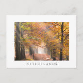 Sunbeams dans une forêt d'automne carte postale bl (Devant)