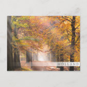 Sunbeams dans une forêt d'automne, carte postale d (Devant)