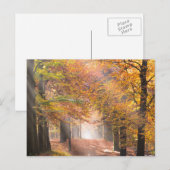 Sunbeams in een herfstbos-briefkaart briefkaart (Voorkant / Achterkant)
