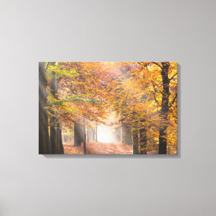 Sunbeams in een herfstbos canvas afdruk