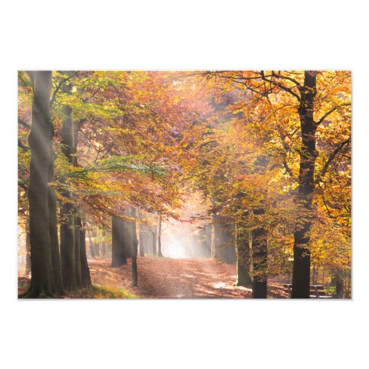 Sunbeams in een herfstbosfoto foto afdruk (Voorkant)