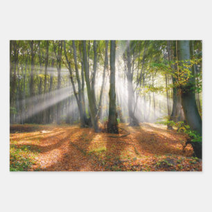Sunbeams in een slecht beukenbos in de herfst - inpakpapier vel