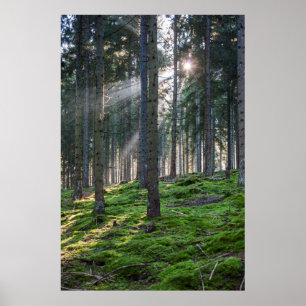 Sunbeams in het Zwarte Woud Poster