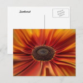 Sunburst Briefkaart (Voorkant / Achterkant)