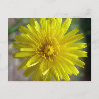 Sunburst Dew Briefkaart