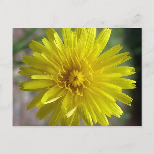 Sunburst Dew Briefkaart (Voorkant)