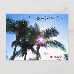 Sunburst soleil Palmiers Floride Carte postale
