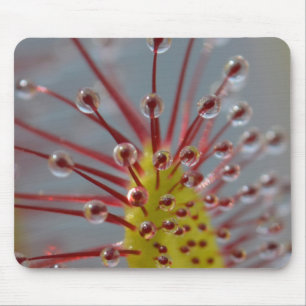 Sundew Carnivorous Plant Mousepad Muismat