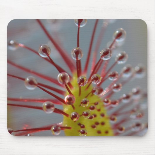 Sundew Carnivorous Plant Mousepad Muismat (Voorkant)