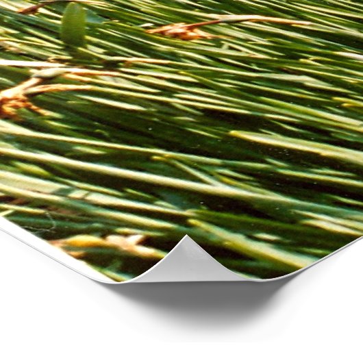 Sundial in een tuin van Guernsey Poster (Hoek)