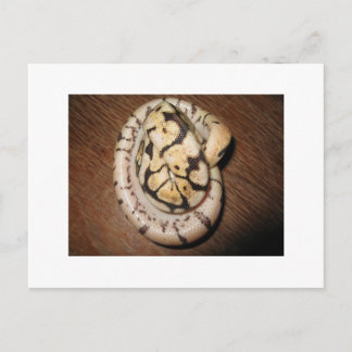 Sundin Ball Pythons Briefkaart