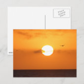 Sundown over de oceaan: pelikaans briefkaart (Voorkant / Achterkant)
