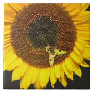 SUNFLOWER AND HONEY BEE ,BEEKEEPING, BEEKEPER TEGELTJE