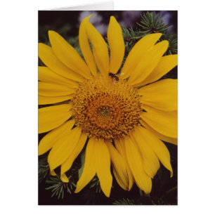 Sunflower Bee Green Pine Branches Carte de voeux