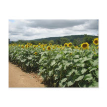 Sunflower Boerderij New Jersey