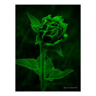 "Sunflower Bud"  Perfect Poster