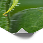 Sunflower Bud Poster (Hoek)