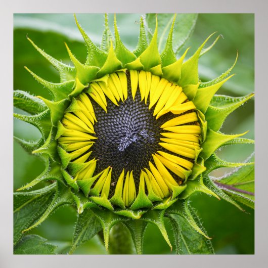 Sunflower Bud Poster (Voorkant)