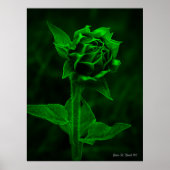 "Sunflower Bud"  Poster (Voorkant)