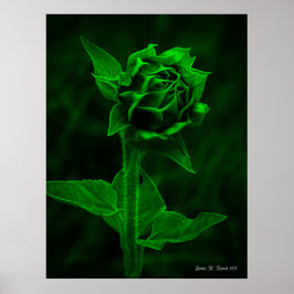 "Sunflower Bud" Poster