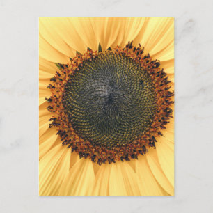 Sunflower Close-up Foto Briefkaart