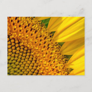 Sunflower Close-up Foto Briefkaart