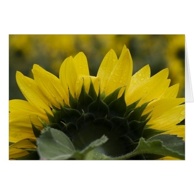 Sunflower Detail (Voorkant Horizontaal)