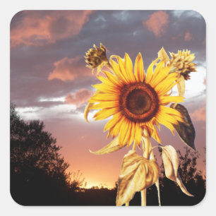 SUNFLOWER EN SUMMER SUNSET VIERKANTE STICKER