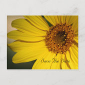 Sunflower Enregistrer la date Carte postale (Devant)